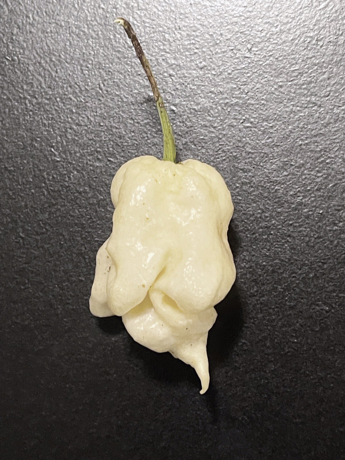 50+ White Ghost Scorpion Pepper Seeds. 100% Organic, Grown In 2023 .  SUPERHOT