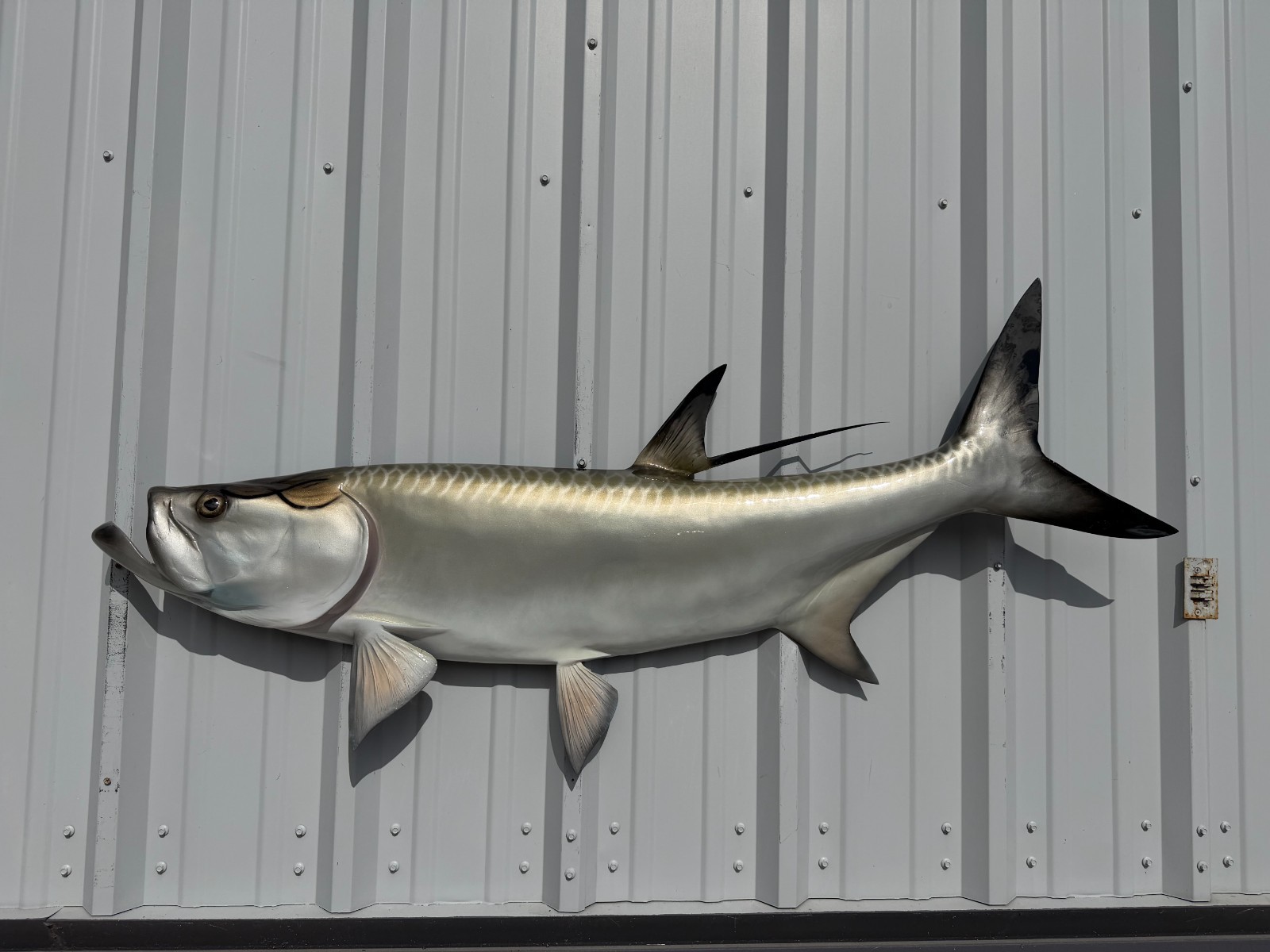 57" Tarpon Half Mount Fish Replica - Quick Production