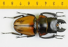 Odontolabis for collectors | large size | Collector's Secret