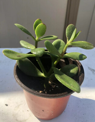 1 Jade Plant With Pot Succlulent Sedum Jade Crassula Argentea Live Plant |  eBay