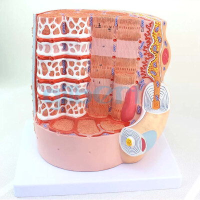 Human Skeletal Muscle Fiber Line Myocyte Nucleus Membrane Model Medical School #