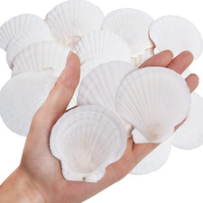 30PCS Natural Scallop Shells White Sea Shells for Decorating from Sea Beach
