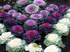 Vegetable - Cabbage Ornamental Mix- 100+ Premium Quality Seeds - FAST FREE DEL