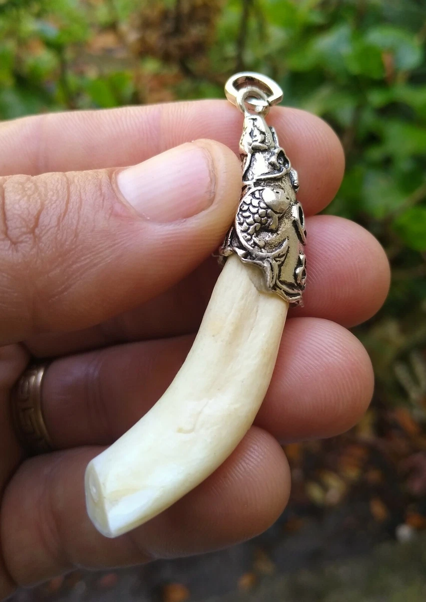 CAMEL Tooth PENDANT Authentic TOOTH Taxidermy Real Bone C 2h3