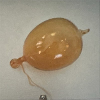 Collectible Shell Orange Translucent Light Brown Unidentified Species Specimen