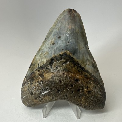 Megalodon Shark Tooth 4.70 Inch - Carolina - Amazing Fossil - Real Teeth 20270