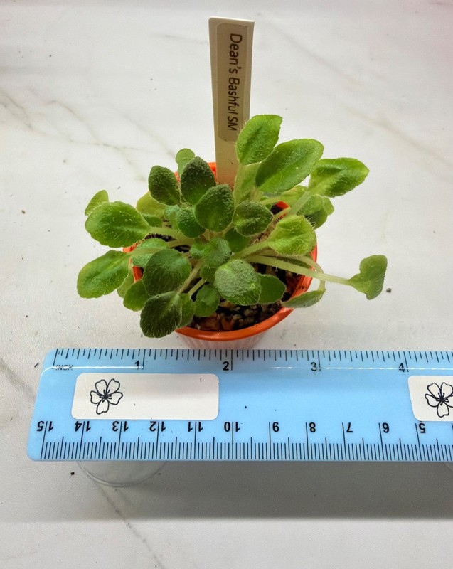 African Violet~Dean’s Bashful! Semiminature!~Starter