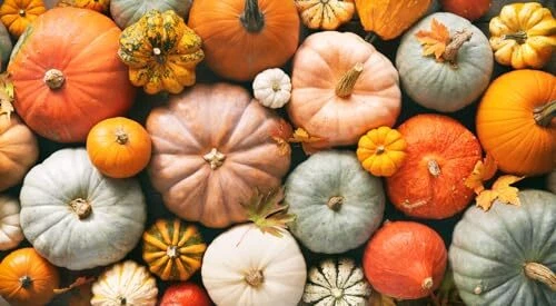 Grizzly Bear Pumpkin Seeds - 10 Seeds - Picture 3 of 6