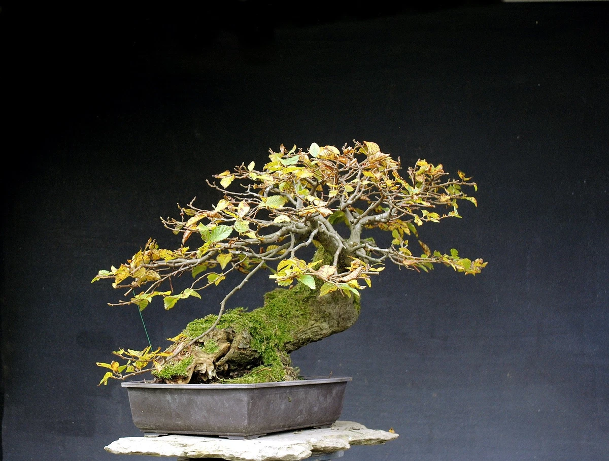 Bonsai Birke online kaufen | eBay.de