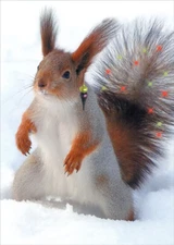 Squirrel with Shocked Tail Funny / Humorous Box of 12 Christmas Cards