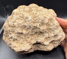 Ammonite Cephalopod Fossil Geode Indiana Clear Quartz Amethyst 7.25 Lbs