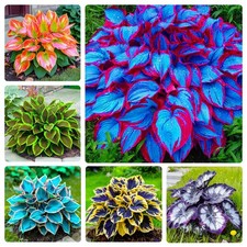Mix Hosta Seeds-215Pcs Perennial Flower Seeds for Planting in Your Home...