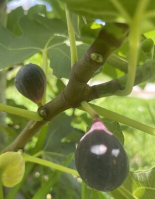 Black Celeste Fig Tree cuttings