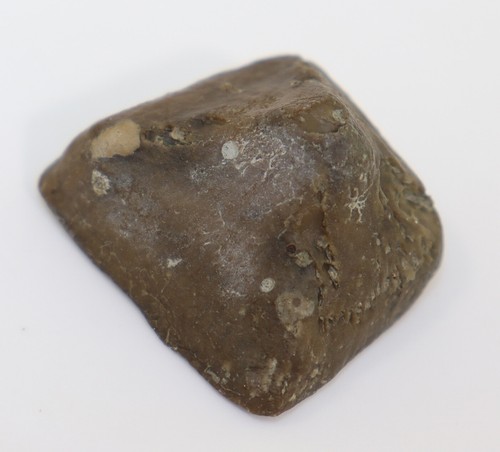 Koralle, Goniophyllum pyramidale, Silur, Wenlock, Häftings, Gotland, SWE-k828 - Picture 6 of 8