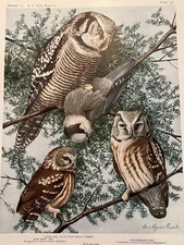 Birds of NY Hawk~Saw-Whet Richardson's Owl Plate Print Louis Agassiz Fuertes Art