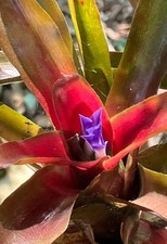 Neoregelia Fireball Bromeliad Live Tropical Plant Cluster Slatted Wood Basket