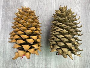 Set of 2 Large Coulter Pine Cones 10” decoration one has been spray-painted gold