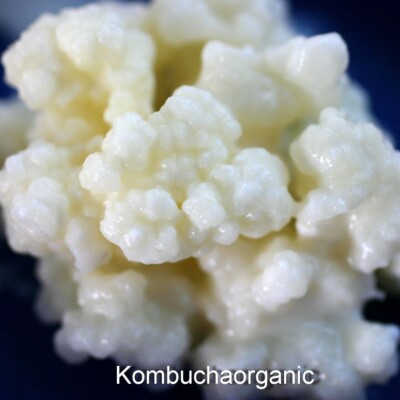 10g Bio Milch Kefir Pasteurisiert Lebensmittel Lizenziert Tibetischer Pilz