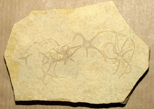 AMAZING SPECIMEN, the NEST of Jurassic Brittle Stars -Sinosura kelheimensis