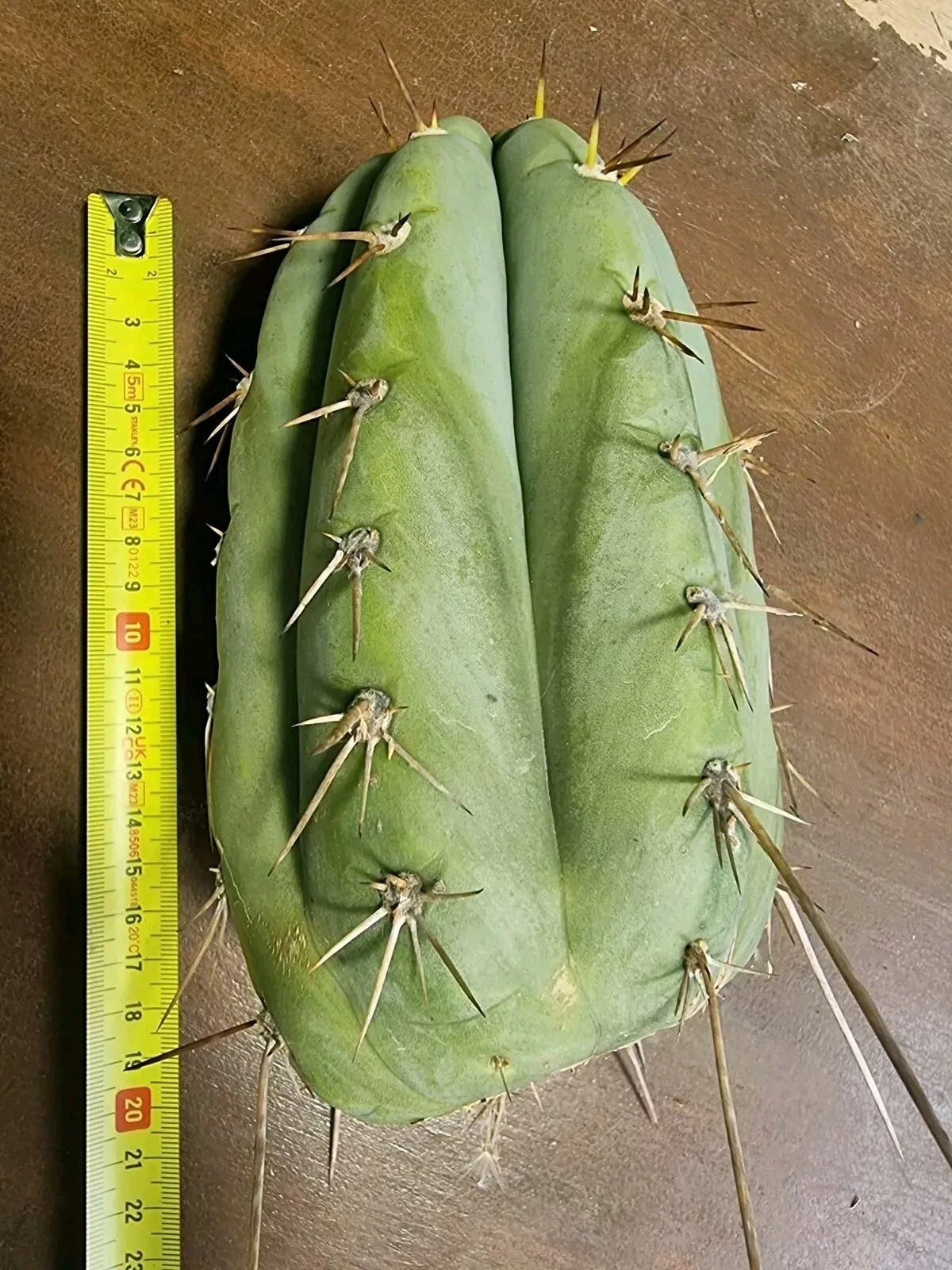 Picture 6 of 6