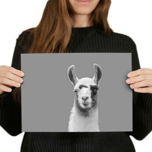 A4 BW - Niedliche Lama Alpaka Gesicht Tier Poster 29,7X21cm280gsm #37615 - Bild 1 von 4