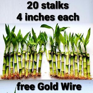 Lucky Bamboo 20 Stalks 4 Inches Indoor Plant, Perennial, Free Gold Wire, GIFT