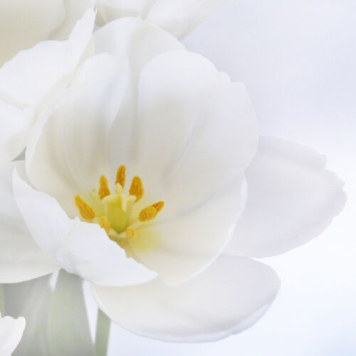 Foto-Paravent Paravent Raumteiler Trennwand H68 180x120cm, Orchidee - Bild 5 von 6