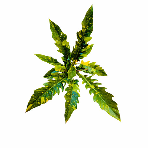 Philodendron cv 'Ring Of Fire'
