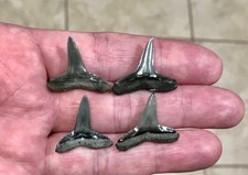 XXL & BEAUTIFUL - S.W. FLORIDA LAND FIND - LEMON SHARK SHARKTOOTH FOSSILS