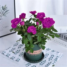 20 SEEDS for Grape Purple RARE Rose hybrid flower Bush exotic plant USA Seller