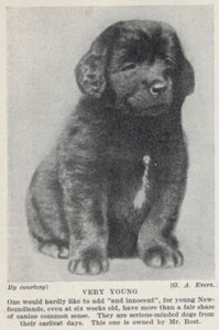 Newfoundland Puppy "Young" - 1934 Vintage Dog Art "Photo" Print - CUSTOM MATTED