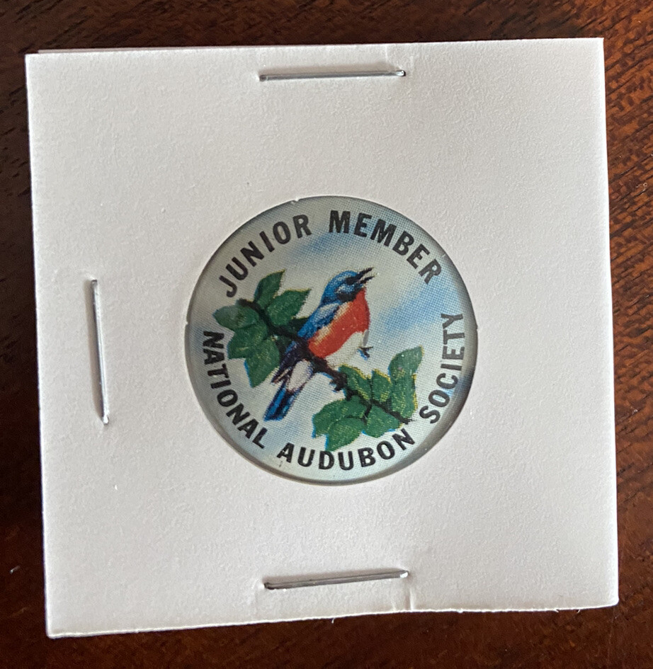 National Audobon Society Junior Member pinback Eastern Bluebird eBay