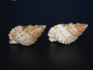 BURSA GRANULARIS: DARK 31.26MM GUAM FIND W/FREE 2nd SPECIMEN!