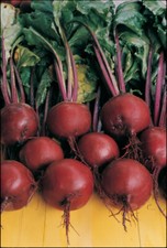 Gold Beetroot Plug Plants "Grow Your Own" Vegetables