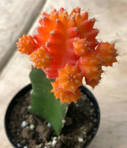 Gyncocaleum Mihanovichii Friedrichii 'Moon Cactus' 'Orange', Comes in a 2.5" Pot - Picture 1 of 2