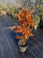Purple/Copper Beech Tree - Fagus sylvatica purpurea 🇬🇧 Potted 1m+ high