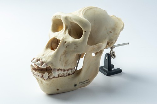 SOMSO Female Gorilla Skull Replica ZoS 51 Germany Anatomical Model Museum $600+