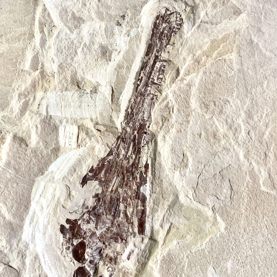 Mesosaurus tenuidens - Mesosaurier (Fossil)  - Körperachse mit ca. 72 cm Länge - Bild 3 von 4