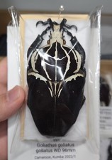 Centoniinae Goliathus goliatus 96mm A1 From Cameroon ???? 