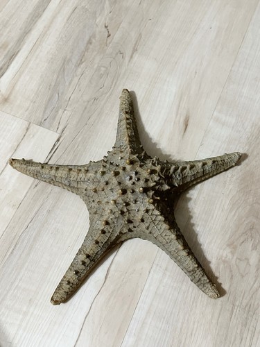 Giant 12” Starfish Real Dried Extra Large Big Ocean Sea Star Decor Specimen