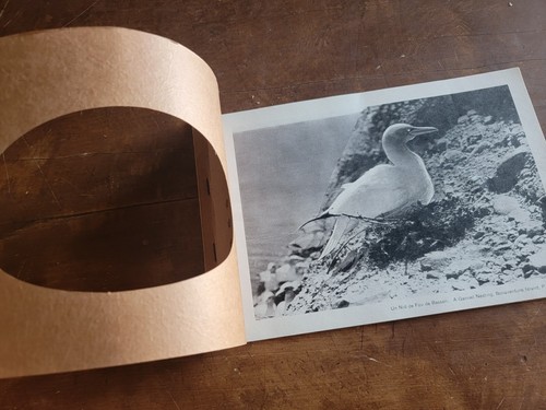 Álbum vista recuerdo años 30 L'Ile Bonaventure Island Bird Sanctuary, Perce Canadá - Imagen 3 de 12