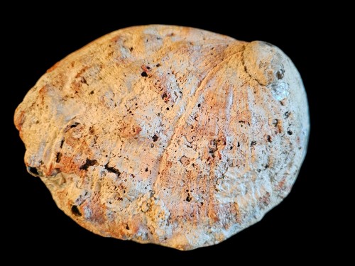 Vintage Large Red Abalone Haliotis Rufescens Shell 8.5"x6.25" beautiful - Picture 4 of 6