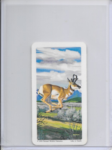 1970 Pronghorn National Wildlife In Danger Federation Card #45 Series 13 - Picture 1 of 2