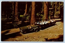 1960 Yosemite California Postcard Tram Mariposa Grove National Park Sequoias