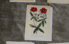 Set a 5 Sierra Club, botanical greeting cards blank inside with white envelopes — photo 4