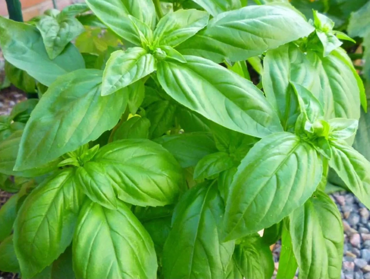 2,000 Italian Large Leaf Basil Seeds – Heirloom - Sweet Herbs - Cooking Herbs