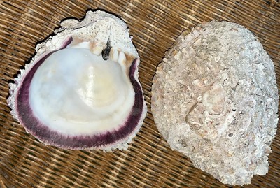 TWO Natural Purple Hinge Spiny Oyster Half Shell-Interesting Ocean Beach Decor