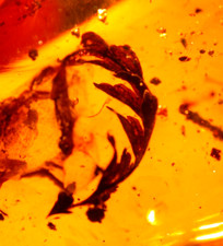 Beautiful Large Plant Sprig in Burmite Amber Fossil Gemstone Dinosaur Age