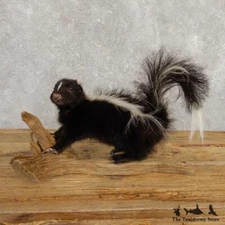 #20238 E+ | Adolescent Striped Skunk Life Size Standing Taxidermy Mount - Hooded