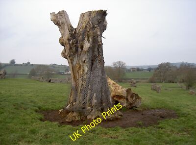 Foto 12x8 Schutz für einen Stamm Stanton Drew diesen stark beschnittenen Baum n c2015